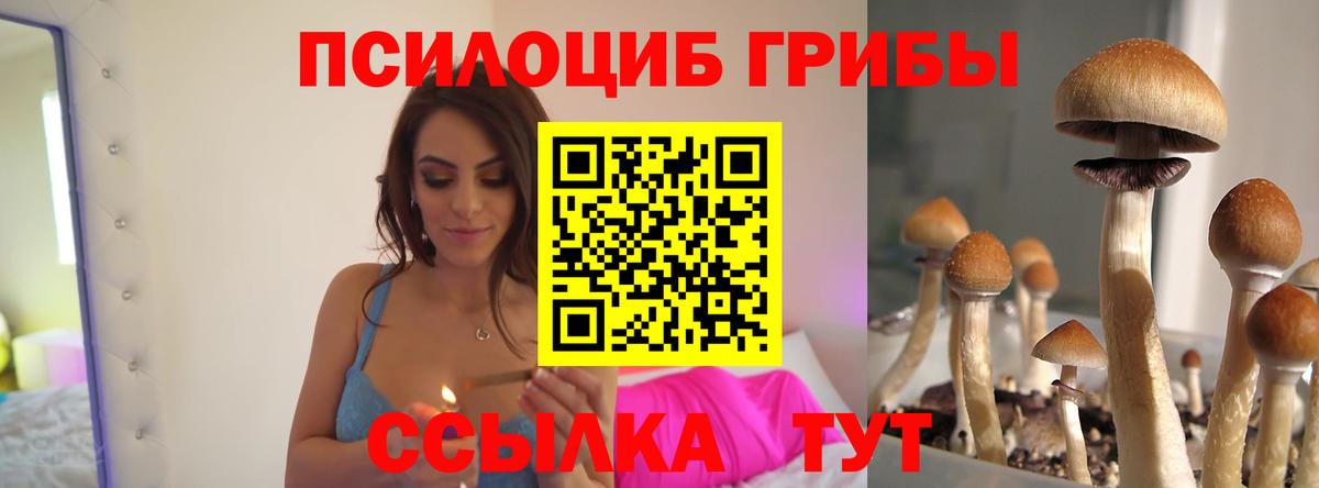 наркотики  Псилоцибиновые грибы Psilocybine cubensis  Вход с VPN  Бердск 